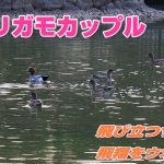 ヒドリガモカップル　飛び立つサインと飛翔をウオッチ　2021年2月28日　Wigeon couple Observe takeoff and flight signs