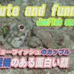 ジョーフィッシュのカップル  Cute and funny Jawfish couple