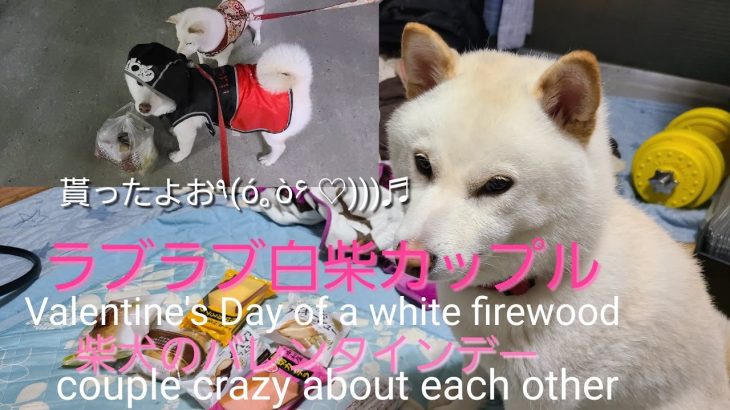 ラブラブ白柴カップルのバレンタインデー Valentine’s Day of a white firewood couple crazy about each other