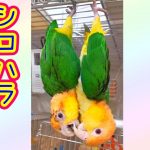 ぶら下がって遊ぶシロハラインコのカップル　Blue-and-yellow macaw　#shorts​ #ショート動画