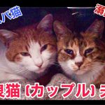 野良猫仲良しカップル夫婦ママ猫ミケ子とパパ猫シロ紹介動画