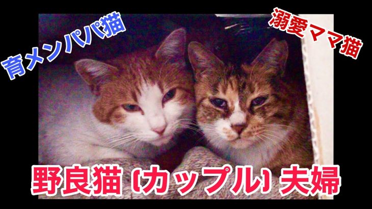野良猫仲良しカップル夫婦ママ猫ミケ子とパパ猫シロ紹介動画