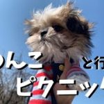 【わんこ × 同棲カップル】子犬とはじめてのピクニックに行ってみた