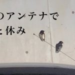 ツバメカップル車庫の内覧開始？#24