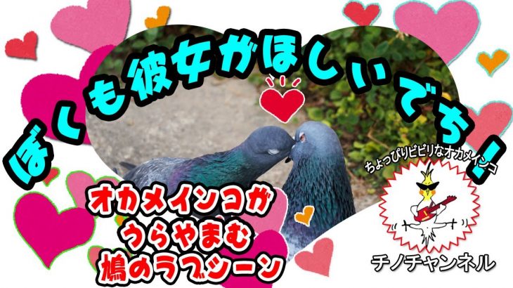 鳩のカップルが人目もはばからず何回もキス！