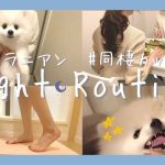 【ナイトルーティン】白ポメラニアンの子犬とアラサー同棲カップルの夜