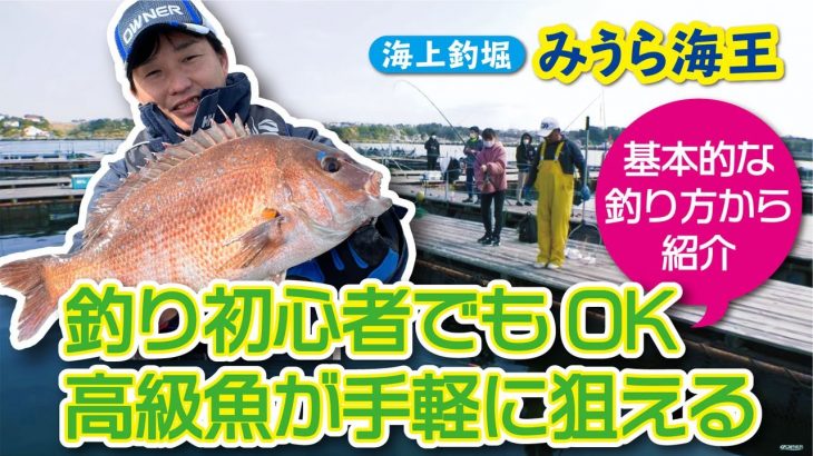 家族やカップルで釣り体験・相模湾海上釣堀