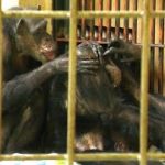 愛しの高齢カップル テツ＆ユウコ　釧路市動物園　チンパンジー　202104