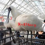 まるで美容院…掛川花鳥園のクロツラヘラサギのカップルが面白い! Black-faced spoonbill couple