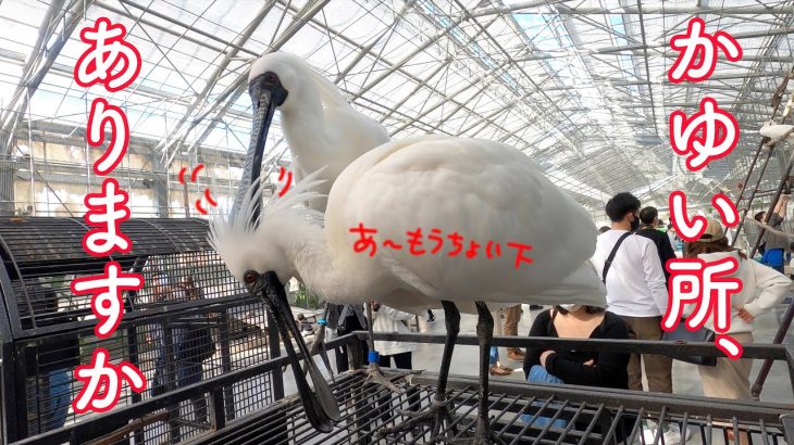 まるで美容院…掛川花鳥園のクロツラヘラサギのカップルが面白い! Black-faced spoonbill couple