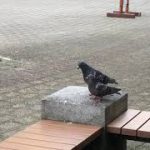 ラブラブな鳩のカップル　　　　　チャンネル登録よろしくお願いします　＃鳩　#ハト　#鳩動画