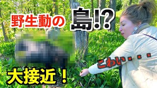 【国際カップル】ドラクエの島みたいな所に住む野生動物【フィンランド】