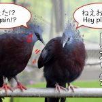 今にも会話が聞こえてきそうな鳥のカップルがこちらです…笑 【掛川花鳥園】Conversation of funny birds