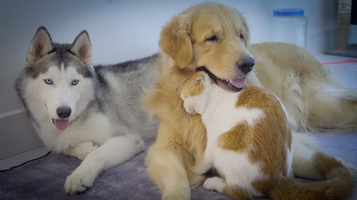 久しぶりにゴールデンレトリバー犬と再会できてカップルのような甘えた猫