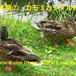 福岡城跡大濠のカモ・１カップル　休憩中　＆　鯉　＆　蓮Fukuoka Castle Ruins Ohori’s duck 1 couple resting & carp & lotus🐦🐟🌷