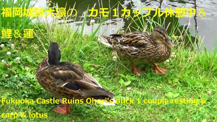 福岡城跡大濠のカモ・１カップル　休憩中　＆　鯉　＆　蓮Fukuoka Castle Ruins Ohori’s duck 1 couple resting & carp & lotus🐦🐟🌷