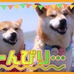 ラブラブ柴犬カップルの日常#3 おしどり夫婦編【柴犬】【かわいい犬動画】