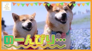 ラブラブ柴犬カップルの日常#3 おしどり夫婦編【柴犬】【かわいい犬動画】