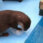 【カワウソ】こつめちゃんカップルに氷のプレゼント！喜んでくれるかな⁉