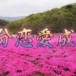 【1分自動調整】恋愛成就の芝ざくらで整う！【youtbueショート】