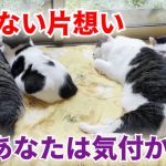 代表宅軍にゃん達の恋愛事情【Rescued cats】