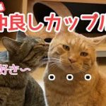 【カップル】仲良しのネコリパカップル【保護猫カフェ】