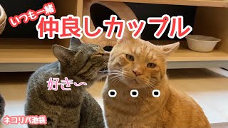 【カップル】仲良しのネコリパカップル【保護猫カフェ】