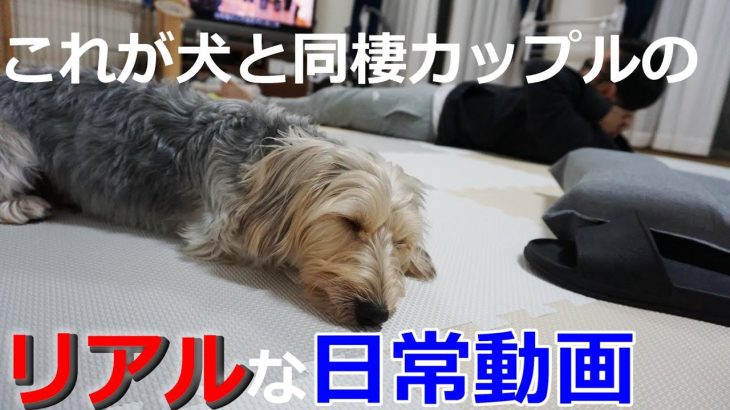 犬と同棲カップルのリアルな休日ダラダラタイム【Vlog】