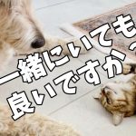 愛猫を亡くし悲しみを抱えていたカップルと愛犬の元にふらりと現れた野良猫。その後のサプライズに驚きを隠せない！【感動】