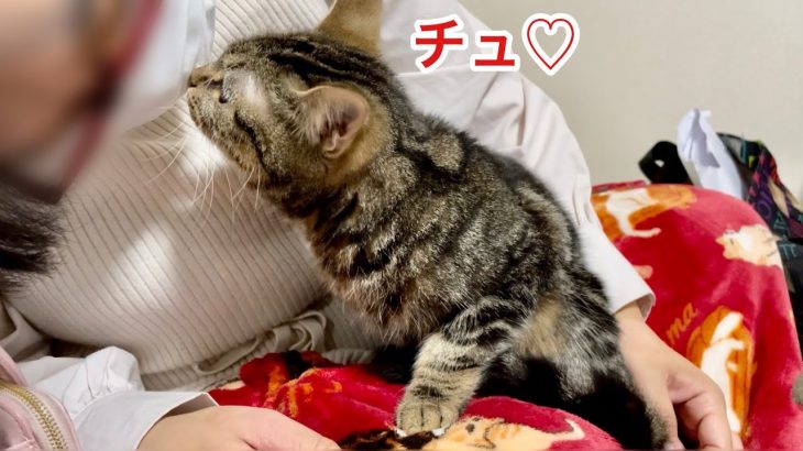 カップルと勘違いして気持ちが抑えきれず女友達にキスしてしまった猫w