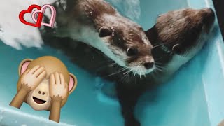 【愛の営み】カワウソカップルの交尾 ~こうして赤ちゃんは生まれました~ Otter’s mating (In this act of love, twin babies were born)