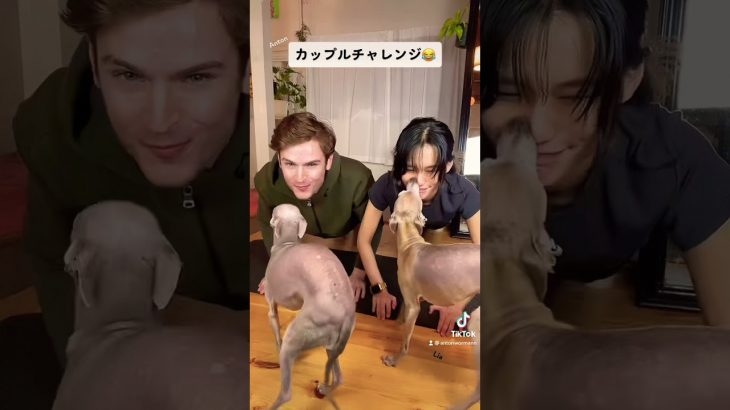 (tiktok) カップルチャレンジ動画。。彼女より犬が勝ったか⁉️ #国際カップル