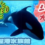 名古屋港水族館【シャチ】間近で見れる！シャチ大好き日韓カップルがシャチに会ってきた!