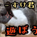 『うさぎカップル』♡ちょーすけ君と遊ぼう編♡