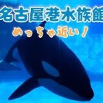 【名古屋港水族館】シャチ　【日韓カップル】