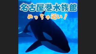 【名古屋港水族館】シャチ　【日韓カップル】