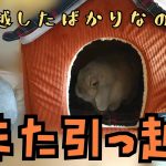 『うさぎカップル』♡また引っ越し編♡