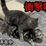 【驚愕】飼い主不在中の猫カップルを盗撮した結果…。