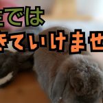 『うさぎカップル』♡ど真ん中で寝る編♡