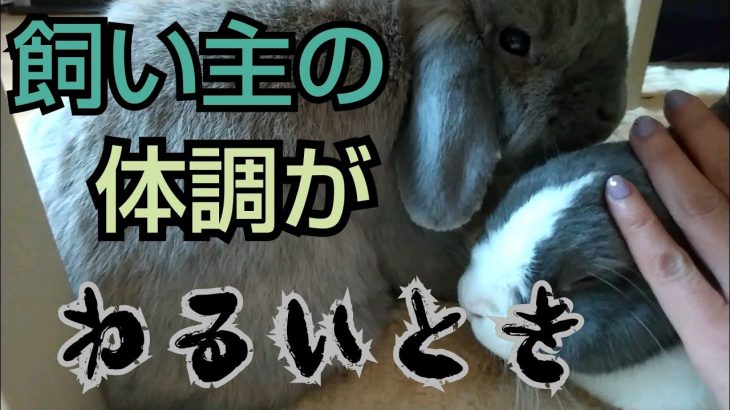 『うさぎカップル』♡心配されたい飼い主編♡