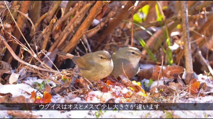 ウグイスのカップルが食事にやって来た