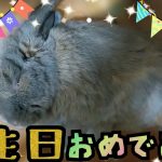 『うさぎカップル』♡モモちゃんへプレゼント編♡