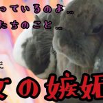 『うさぎカップル』♡ヤキモチでモヤモヤ編♡