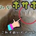 『うさぎカップル』♡それで良いのかなぁ？編♡