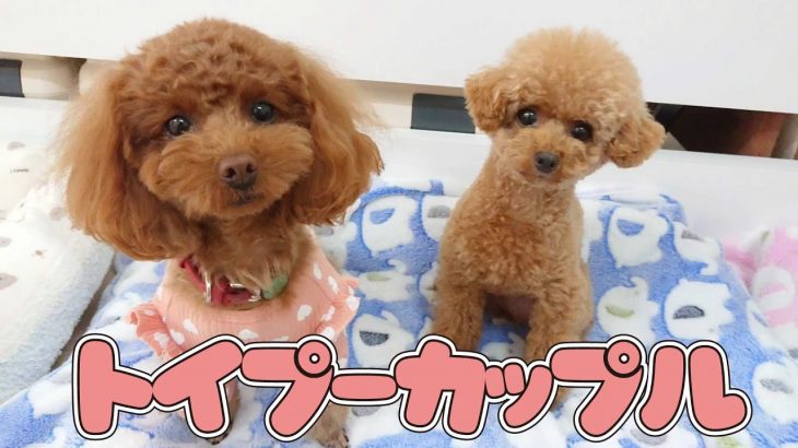 トイプーカップル　🐶ひみつきちなう！#1🐶  (チワワ トイプードル ポメラニアン マルペキ シープー 柴犬) 2022年4月19日