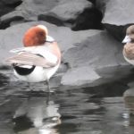 ヒドリガモのカップル　Wigeon couple【 Nussie Village / ぬっしー村 】