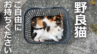 【カップル猫】買い物かごが好きすぎる野良猫たち