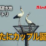 渡良瀬遊水地のコウノトリに新展開 / 新カップル誕生！