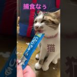 猫と仲良し#カップルチャンネル #ねこ #食事シーン #ちゅーる