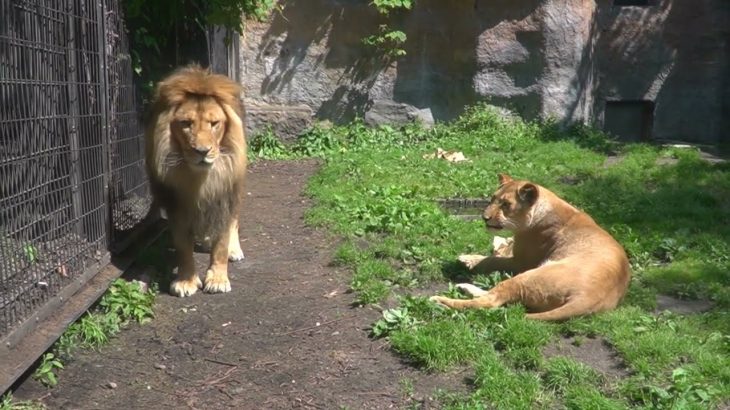 旭山動物園　お隣さんが気になるライオンカップル　イオちゃんとオリトとリキ